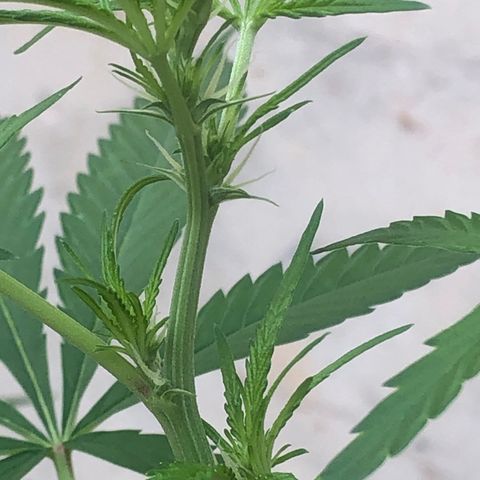 Pren do mal growlog timeline photo