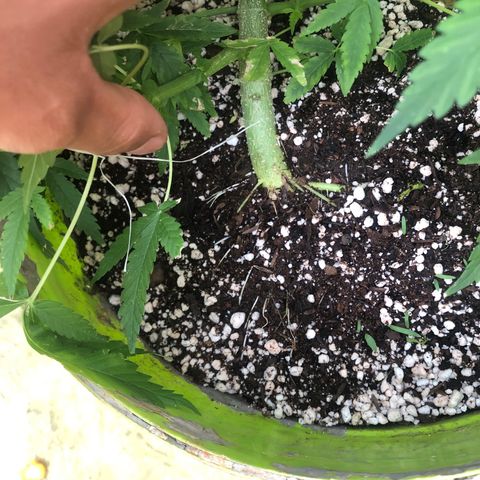 Pren do mal growlog timeline photo