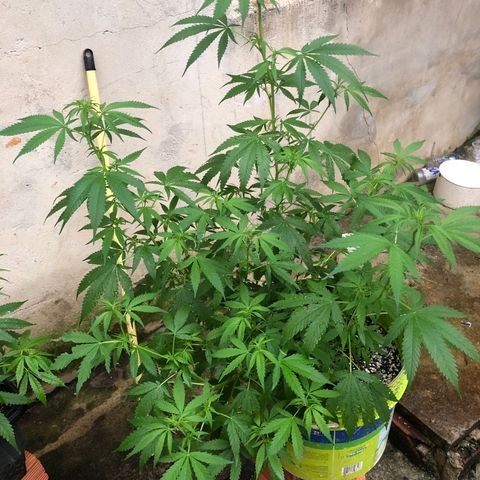 Pren do mal growlog timeline photo