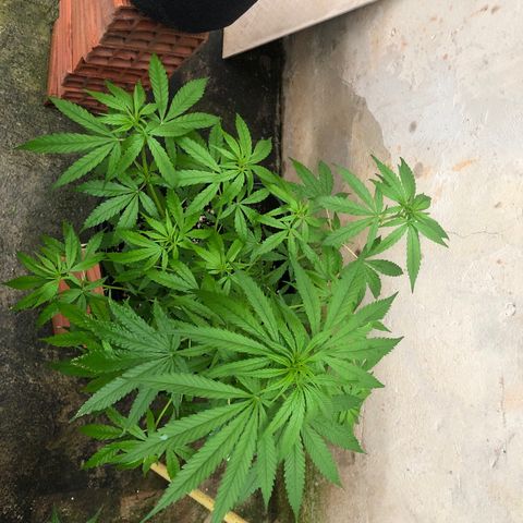 Pren growlog timeline photo