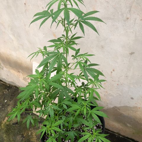 Pren growlog timeline photo