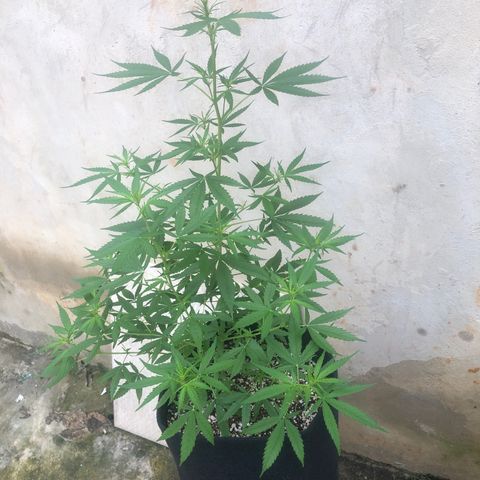 Pren growlog timeline photo