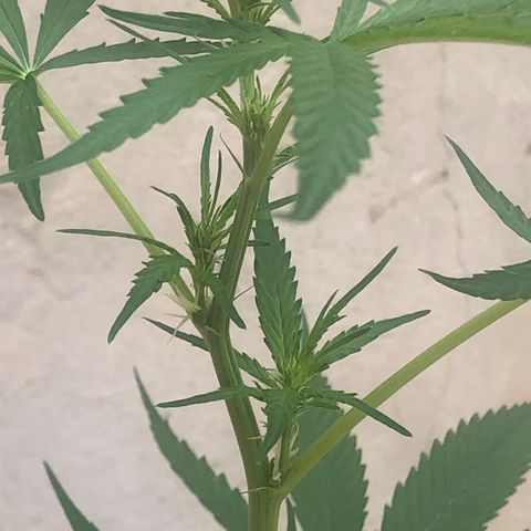 Pren growlog timeline photo