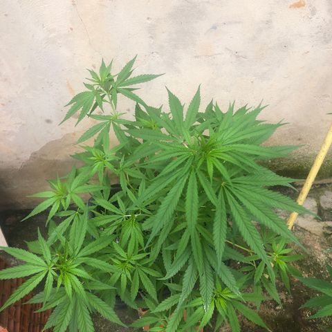 Pren growlog photo: Macho 