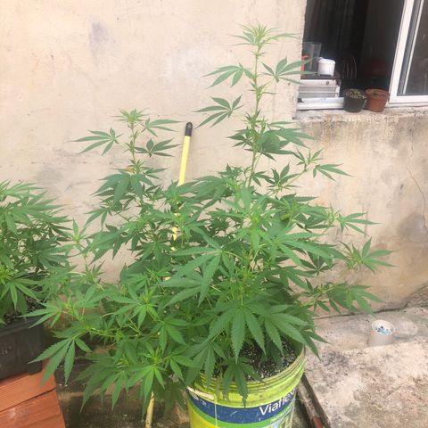 Pren do mal growlog timeline photo