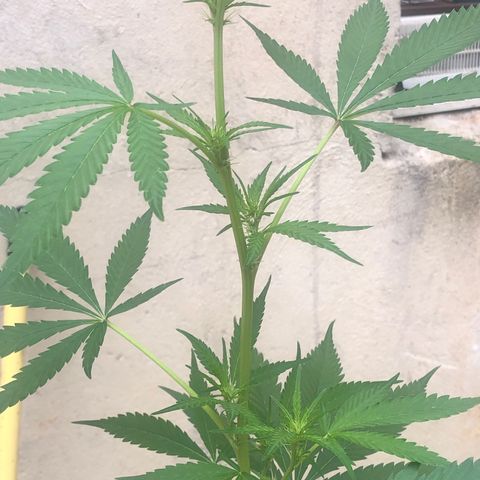 Pren do mal growlog timeline photo