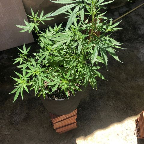 Pren growlog timeline photo
