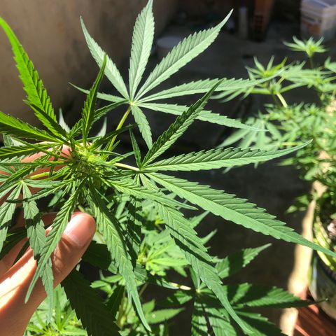 Pren growlog timeline photo