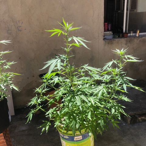 Pren do mal growlog timeline photo