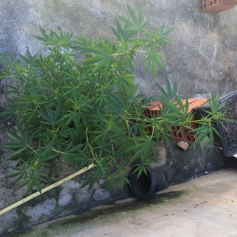 Pren do mal growlog timeline photo