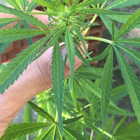 Pren do mal growlog timeline photo