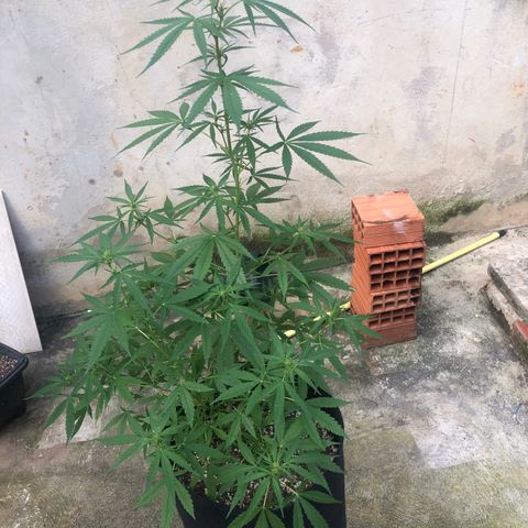 Pren growlog timeline photo
