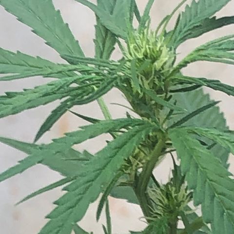 Pren growlog timeline photo