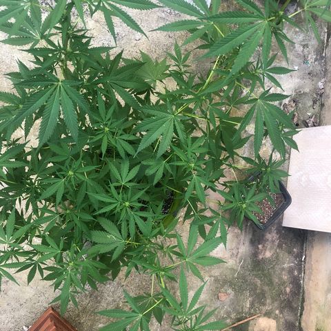 Pren do mal growlog timeline photo