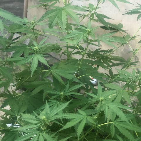 Pren do mal growlog timeline photo