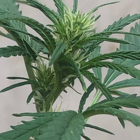 Pren do mal growlog timeline photo