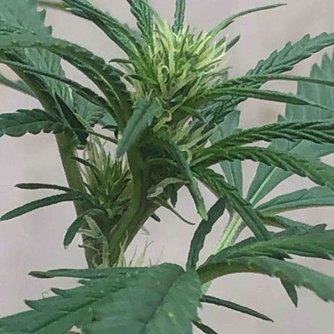 Pren growlog timeline photo