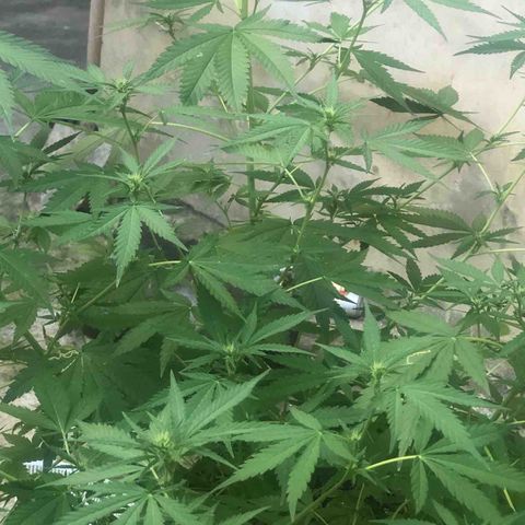 Pren do mal growlog timeline photo