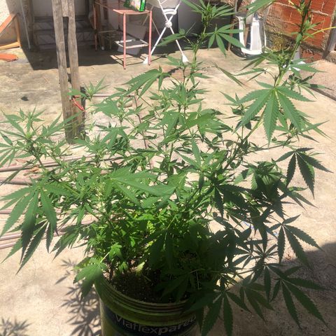 Pren do mal growlog timeline photo