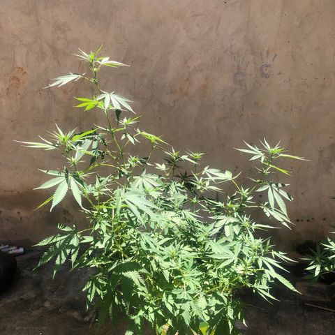 Pren do mal growlog timeline photo