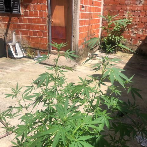 Pren do mal growlog timeline photo
