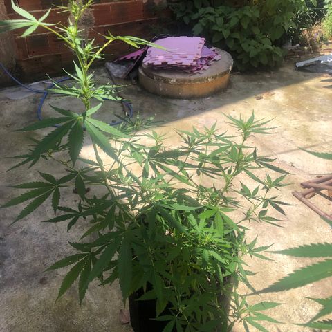 Pren growlog timeline photo