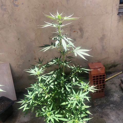 Pren growlog timeline photo