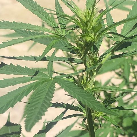 Pren growlog timeline photo