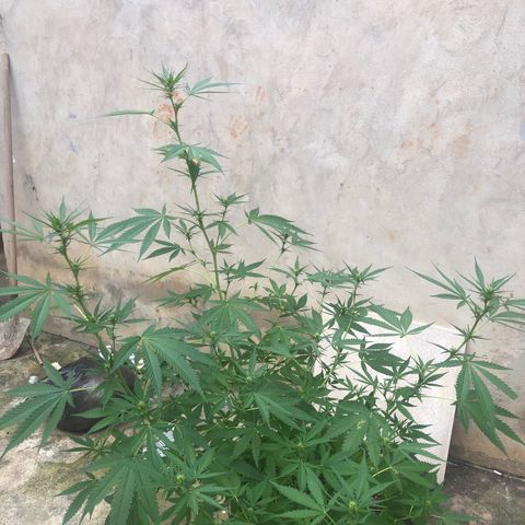 Pren do mal growlog timeline photo
