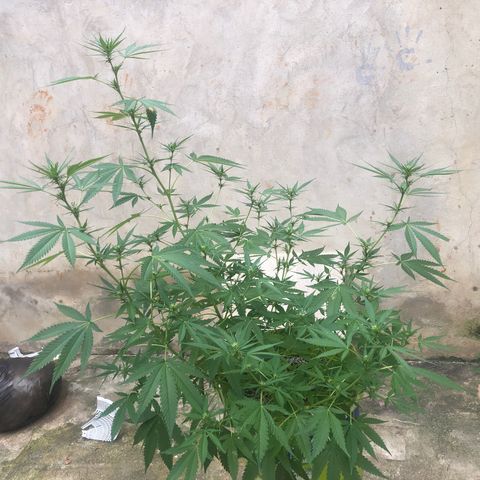 Pren do mal growlog timeline photo