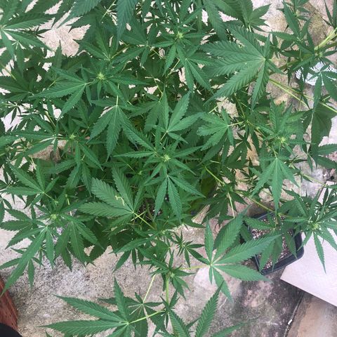 Pren do mal growlog photo: Ta formando já uns budszinhos 