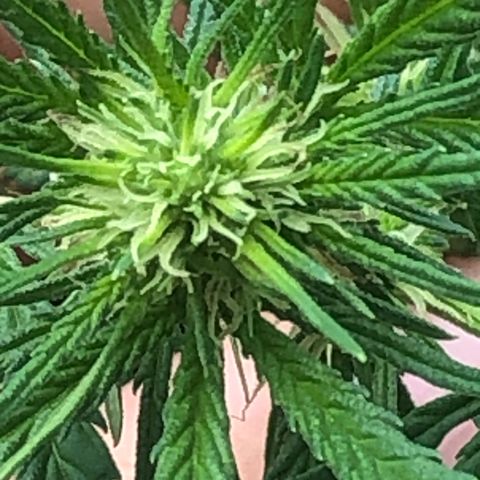 Pren do mal growlog timeline photo