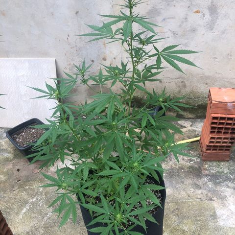 Pren growlog timeline photo