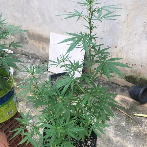 Pren growlog timeline photo