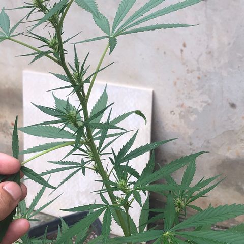 Pren growlog photo: Todos os nós, pestilos