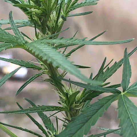 Pren growlog timeline photo