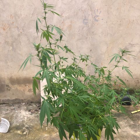Pren do mal growlog photo: Terra tava seca, por isso meio pra baixo 