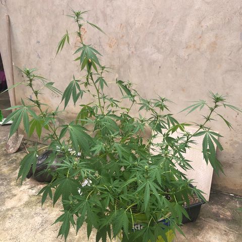Pren do mal growlog timeline photo