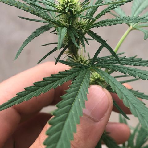 Pren do mal growlog timeline photo