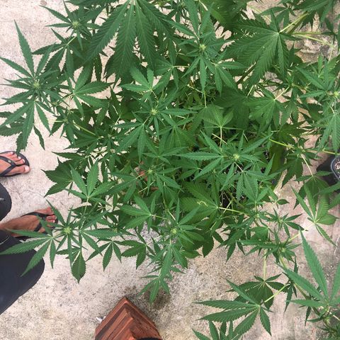Pren do mal growlog timeline photo