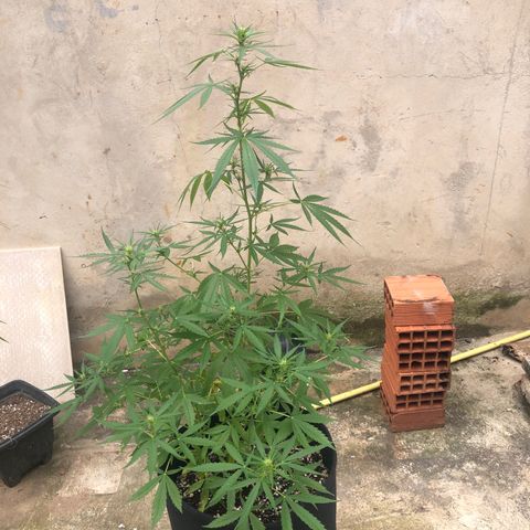 Pren growlog timeline photo