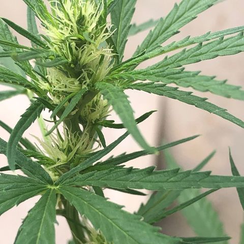 Pren growlog timeline photo