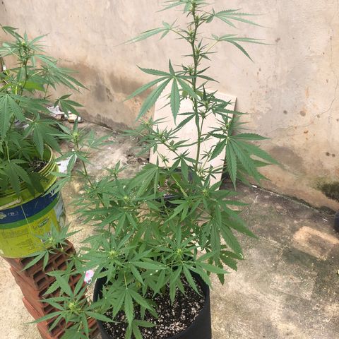 Pren growlog timeline photo
