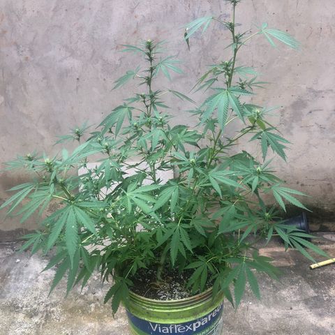 Pren do mal growlog timeline photo