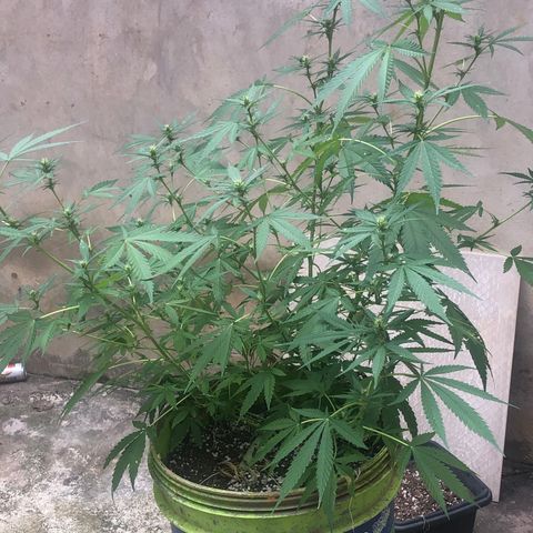 Pren do mal growlog timeline photo