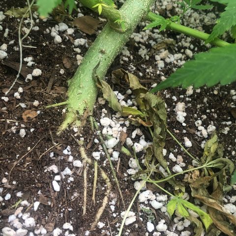 Pren do mal growlog timeline photo