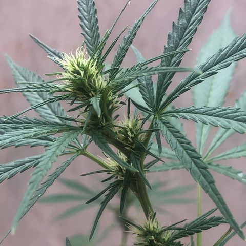 Pren do mal growlog timeline photo