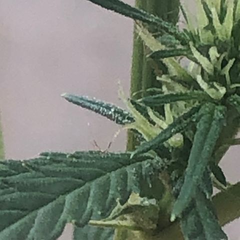 Pren do mal growlog photo:  Começando resinar 