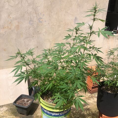 Pren do mal growlog timeline photo