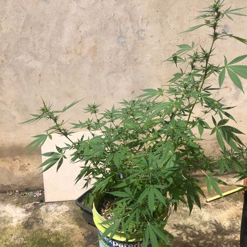 Pren do mal growlog timeline photo
